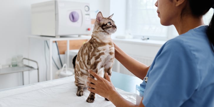 speckled cat sitting on vets bed being looked after by vet