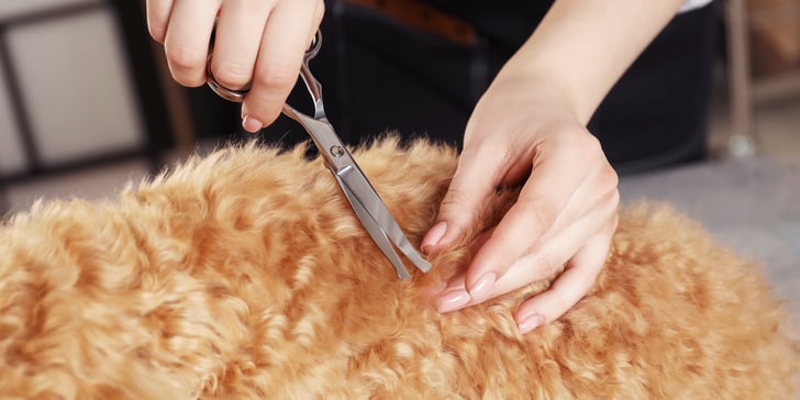 Close up of scissors cutting a Cavapoo coat.