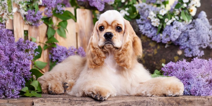 Cocker Spaniel sitting on bench with purple flowers with teddy bear haircut