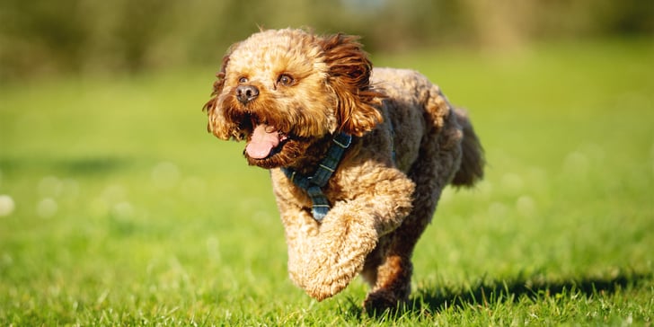 A Cavapoo running on grass.