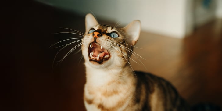 A bengal cat meowing.
