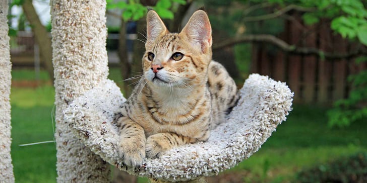 A Savannah Cat