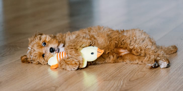 Maltipoo playing with a toy on laminate flooring.