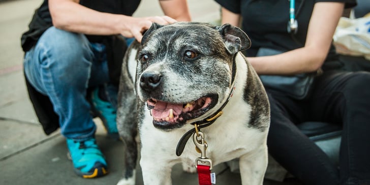 A close-up of image of a Staffordshire Bull Terrier dog.