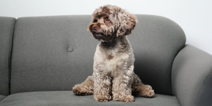 Grey maltipoo sitting on grey couch