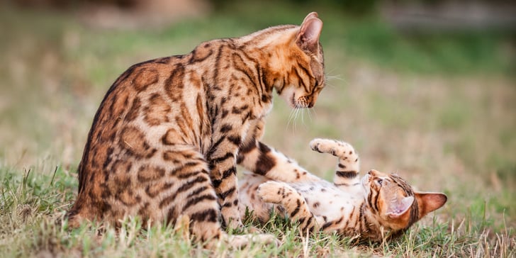 Two Bengal cats playing on the grass
