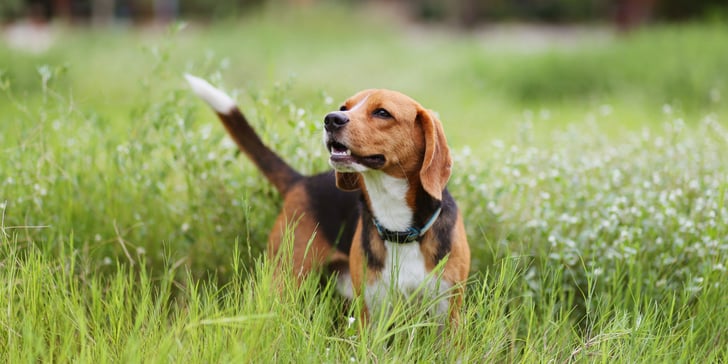 A beagle standing in grass.