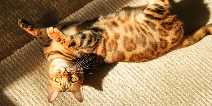 A bengal cat laying down in the sun.