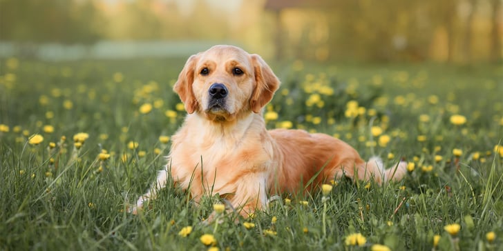 A golden retriever laying in the grass.