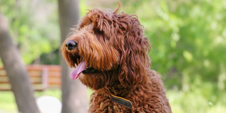 Rich red labradoodle sticking his tongue out
