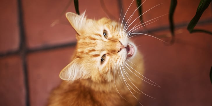 ginger cat meowing on tile floor