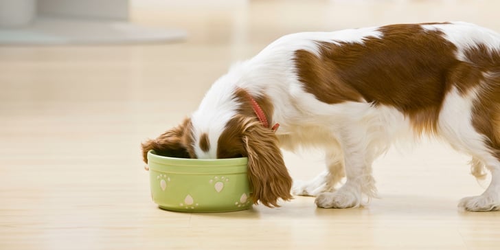 dog with head in bowl