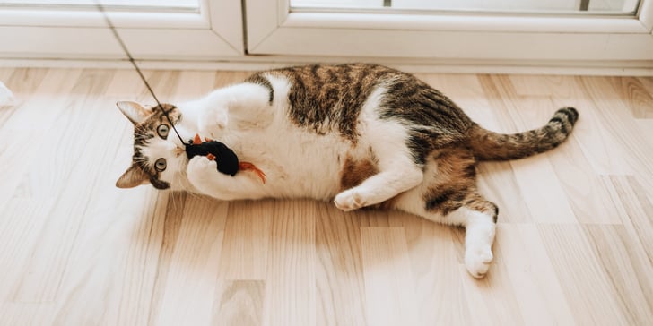 a cat laying on the floor playing with a toy on a string.