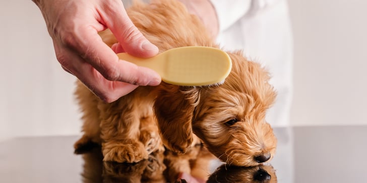 maltipoo being brushed