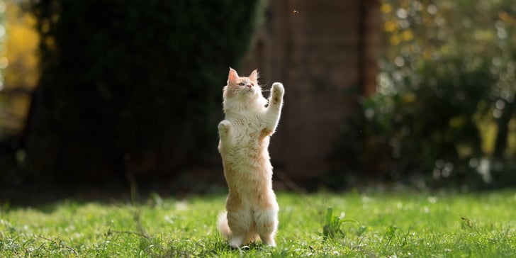 a fluffy cat standing on two legs on grass.