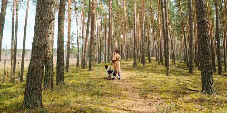 A woman and her spaniel on a walk in woodland.
