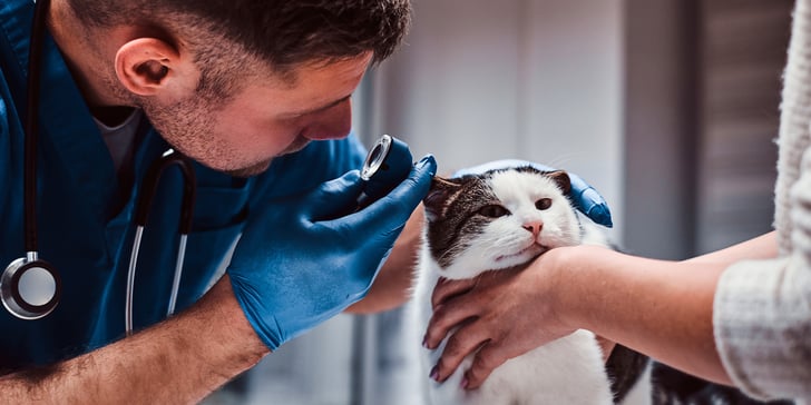 A vet looking to a cat's ears.