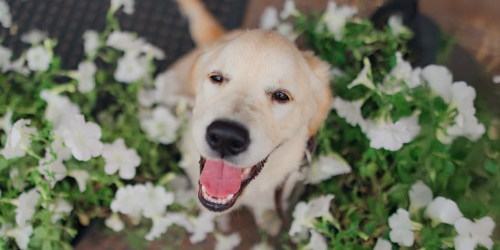 A close up of a labrador in flowers.