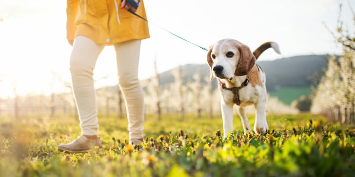 A happy beagle on a sunny walk.