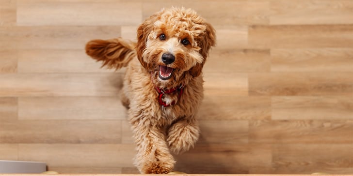 A brown Labradoodle sitting on wooden flooring.