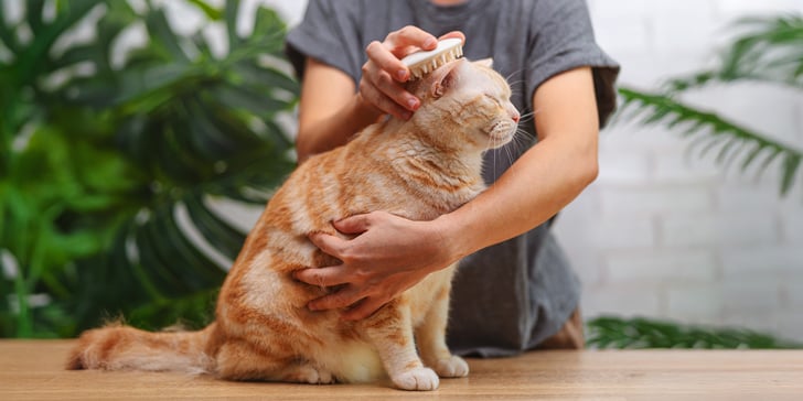 A ginger cat being brushed.