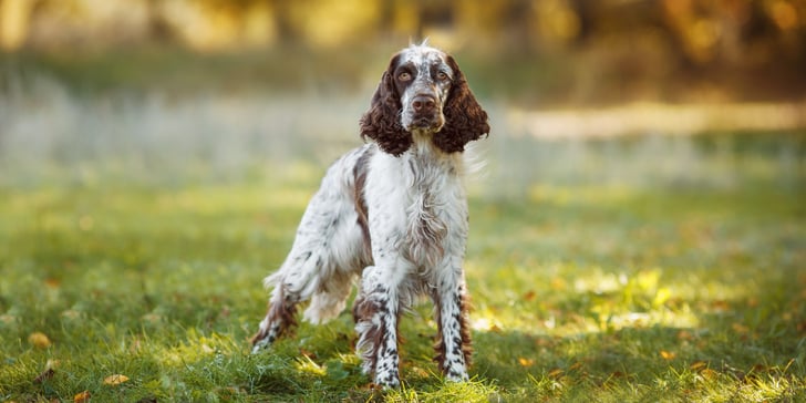 A liver and white springer spaniel standing on grass.