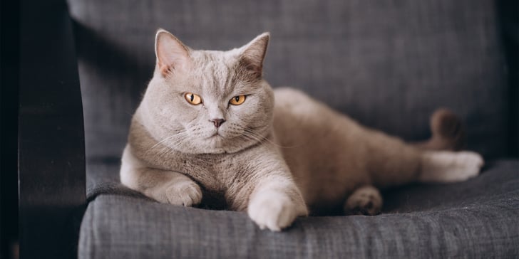 A British Shorthair cat laying on a chair.