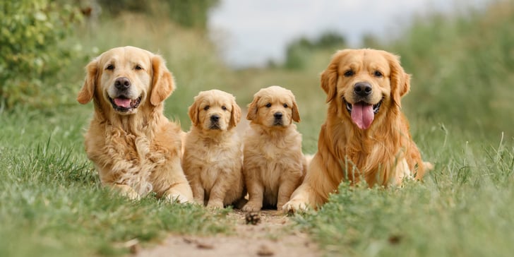 Two adult goldens and their puppies sitting together.