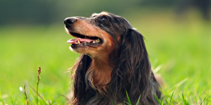 A long haired Miniature Dachshund laying on grass 