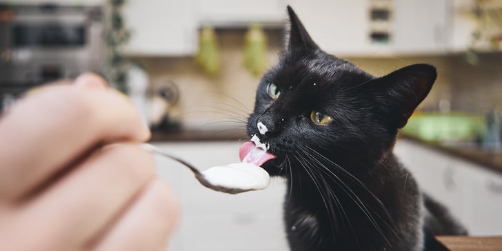 a cat licking cream from a spoon