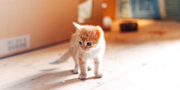 ginger kitten standing on wooden floor