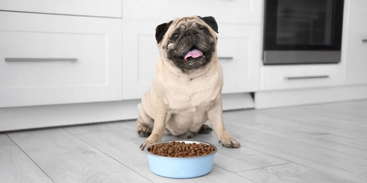 a pug sitting by his food bowl