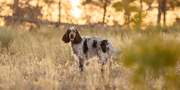A springer spaniel stood in a field.