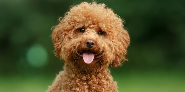maltipoo looking a camera with tongue out