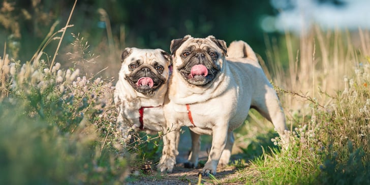 two pugs standing in a field with tongues sticking out