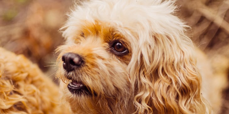 A close up of a Cavapoo 