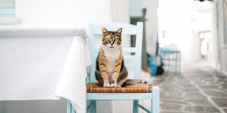 A cat sitting on a chair outside of a Greek restaurant.