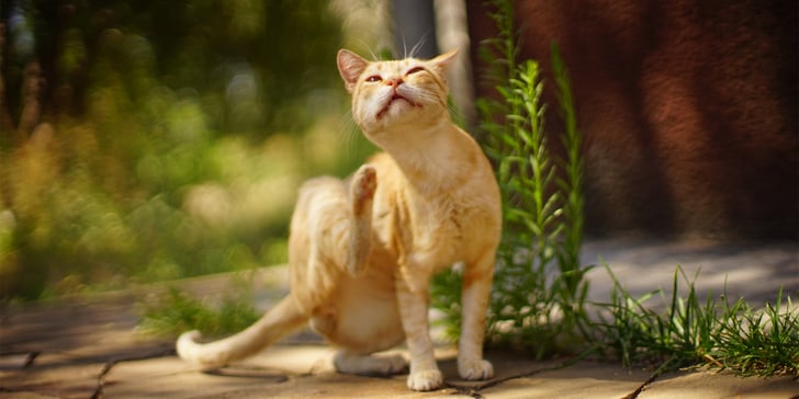 A ginger cat itching himself outdoors.