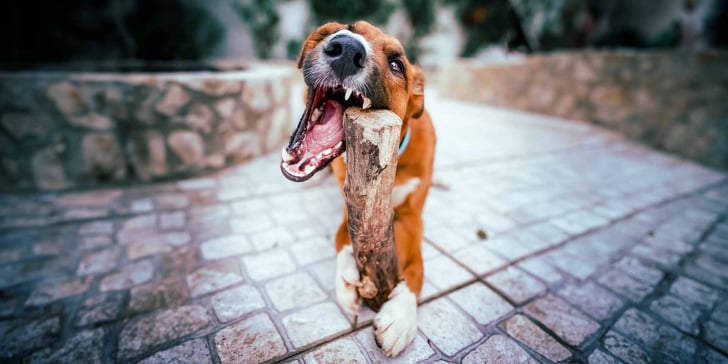 A dog dental care by chewing a branch of a tree