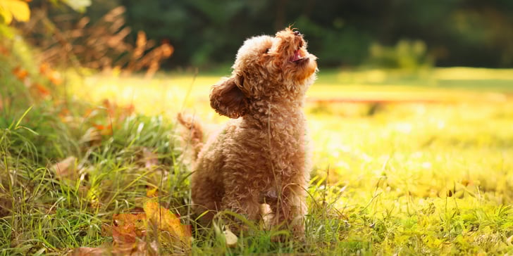 a brown maltipoo surrounded by leaves barking.