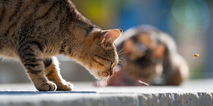A cat looking at flies close to the floor.