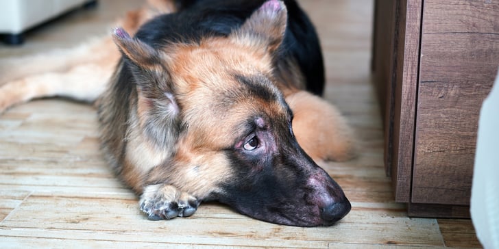 German Shepherd lying on floor looking sad