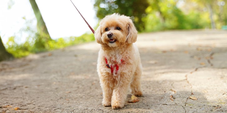 A beige coloured Maltipoo on an outdoor walk.
