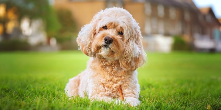 A cream-coloured Cavapoo sitting on grass.