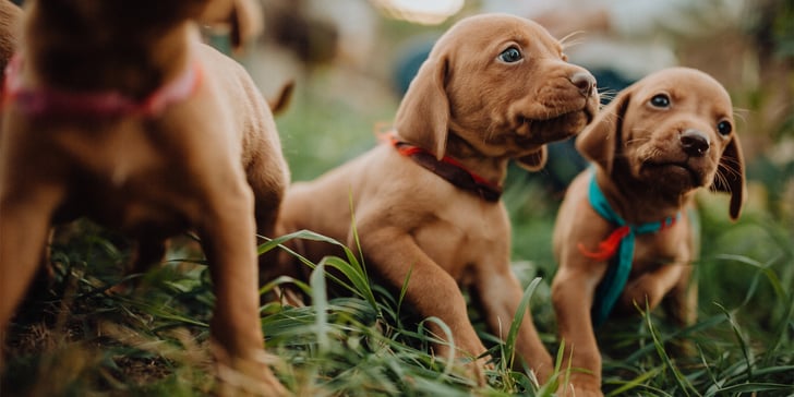 A close up image of 3 puppies laying on grass