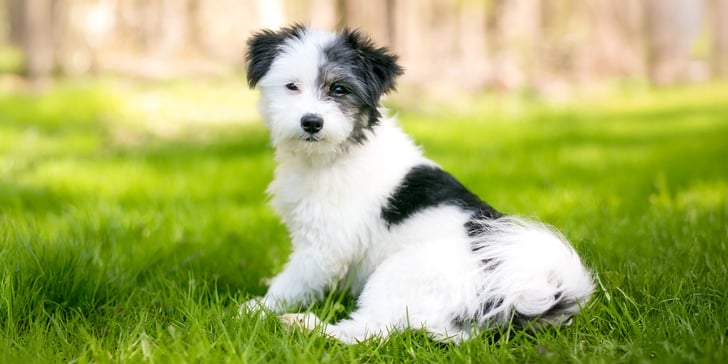 black and white maltipoo