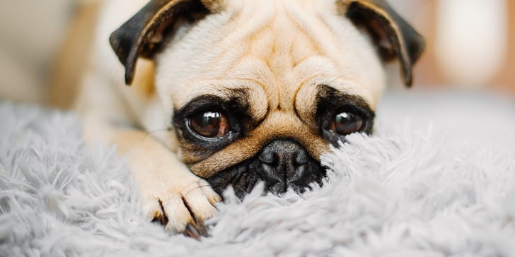 A close up image of a Pug.