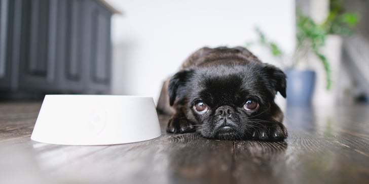 A black Pug laying next to a food bowl.
