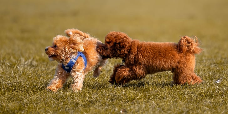 two maltipoos chasing each other