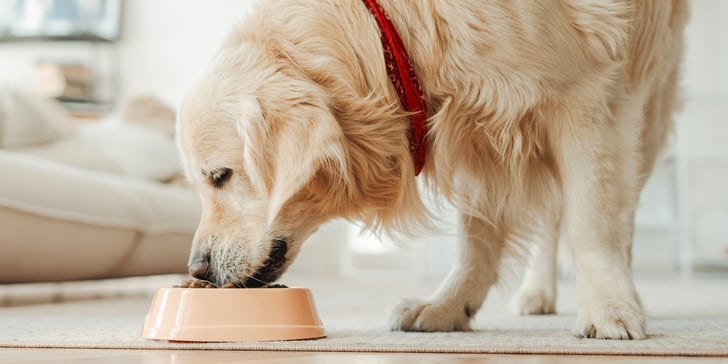 A golden retriever eating out of a ceramic bowl.
